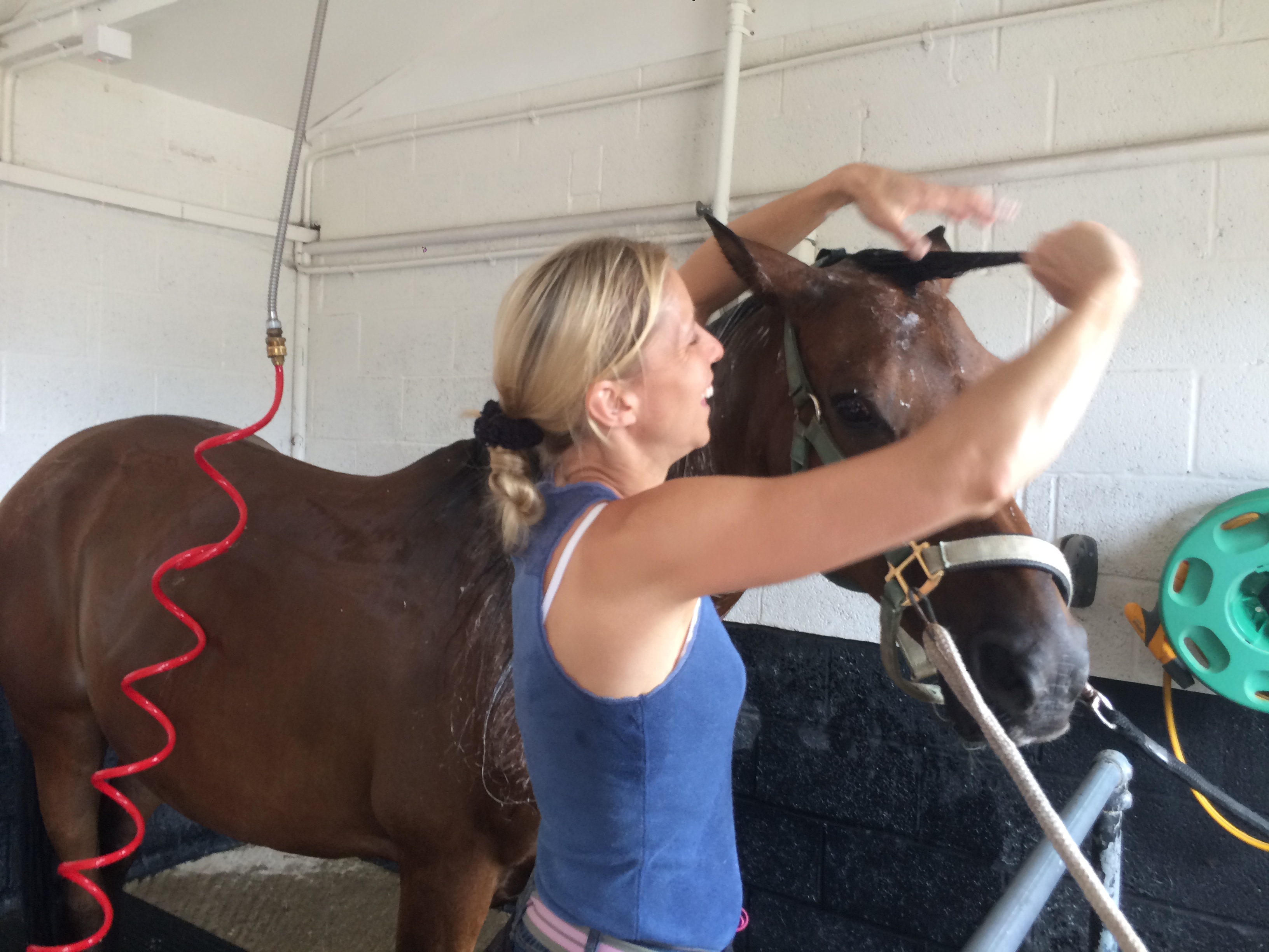 The solarium ensures that your horse is always in prime condition and ready for shows or events