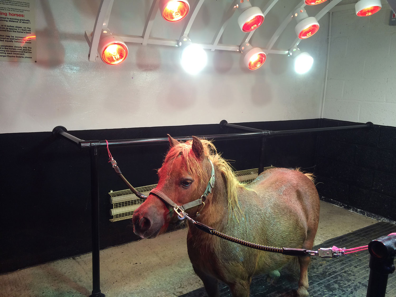 Weinsberger adjustable horse solarium with infa red and sun lamps